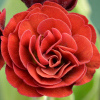 Primula Auricula Forest Fire - Abriachan Nurseries